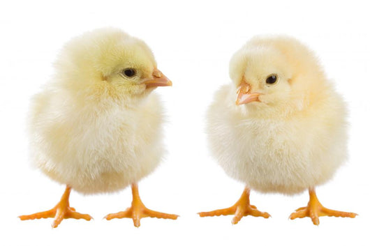 Little Chicken Wall Decal Design 1