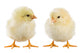 Little Chicken Wall Decal Design 1