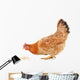 Hen and Grain Wall Decal