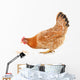 Hen and Grain Wall Decal