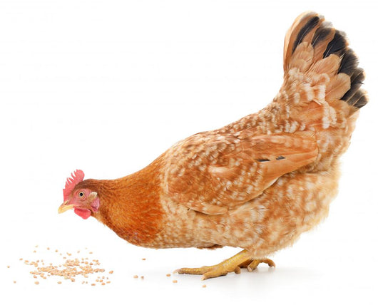 Hen and Grain Wall Decal