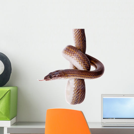 Striped House Snake White Wall Decal Design 1