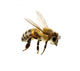 Bee Wall Decal Design 2