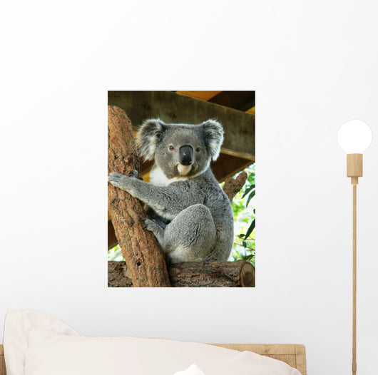 Australian Koala Wall Decal