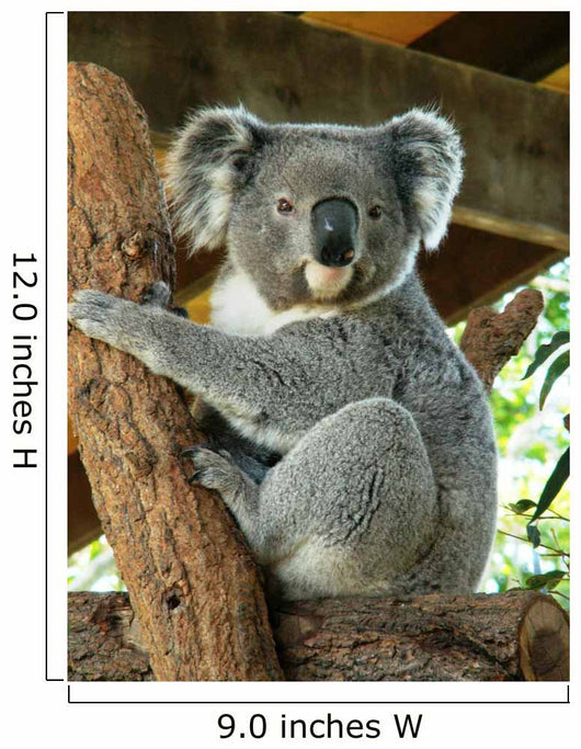 Australian Koala Wall Decal