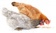 Two Hens and Grains Wall Decal