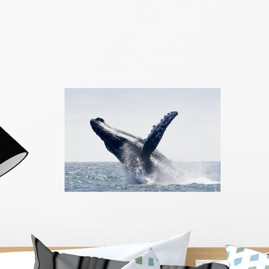 Humpback Whale Jumping Puerto Wall Decal