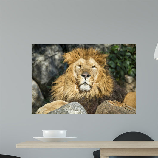 Lion Wall Decal