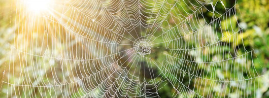 Spider's Web Wall Decal Panoramic Wall Decal
