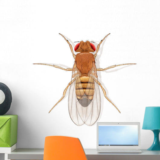 Fruit Fly Wall Decal
