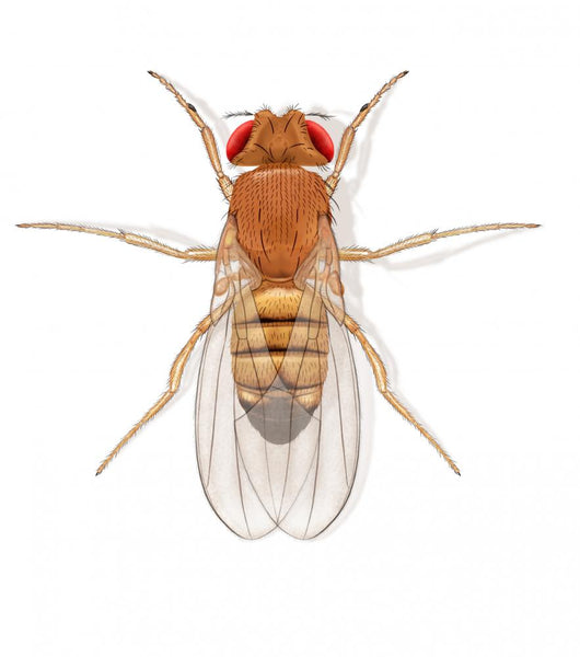 Fruit Fly Wall Decal