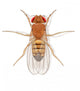 Fruit Fly Wall Decal