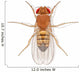 Fruit Fly Wall Decal
