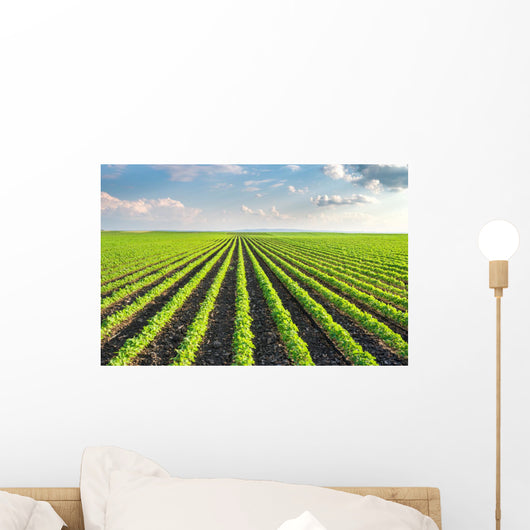 Soybean Field Wall Decal