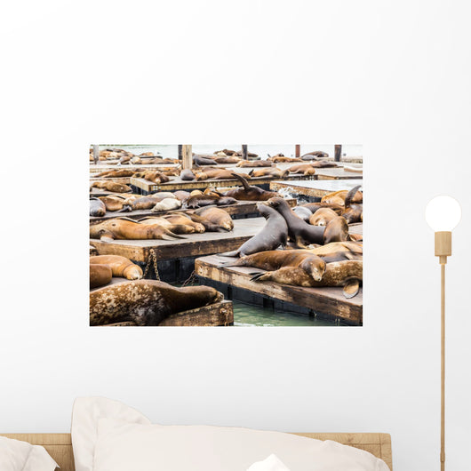 Sea Lions Pier 39 Wall Decal