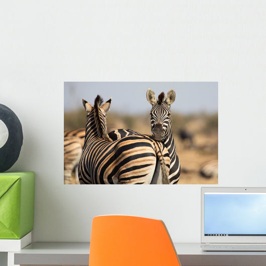 Zebra Herd Color Photo Wall Decal