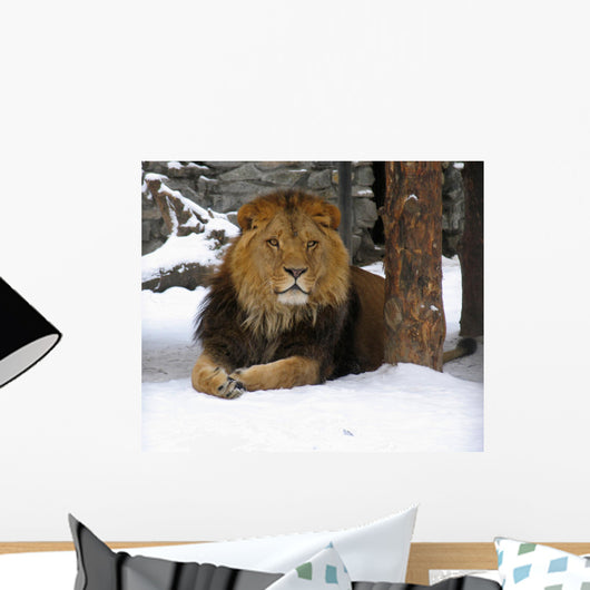 African Lion Wall Decal