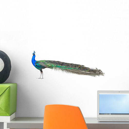 Beautiful Male Indian Peacock Wall Decal