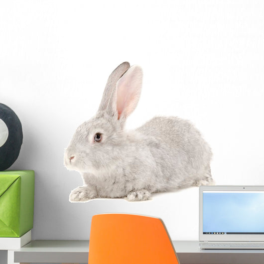 Portrait Gray Rabbit Wall Decal