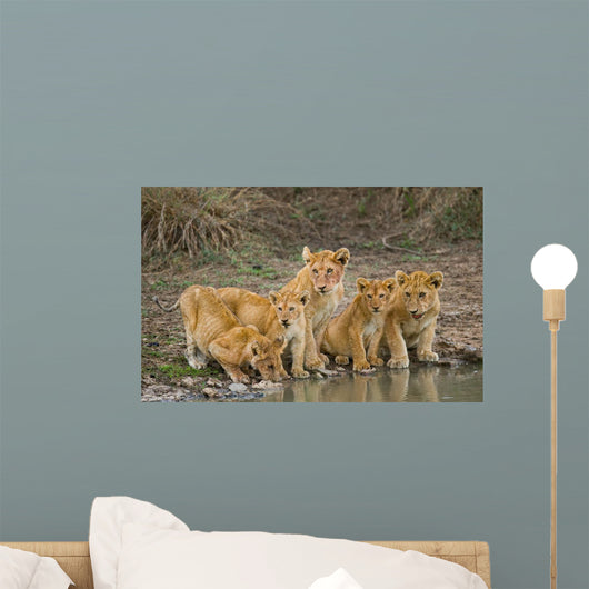 Five Young Lions Drink Wall Decal