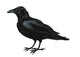 Raven Vector Wall Decal