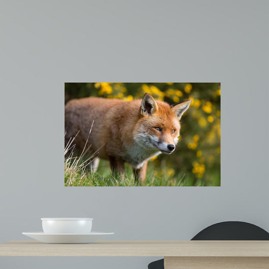 Red Fox Wall Decal Design 2