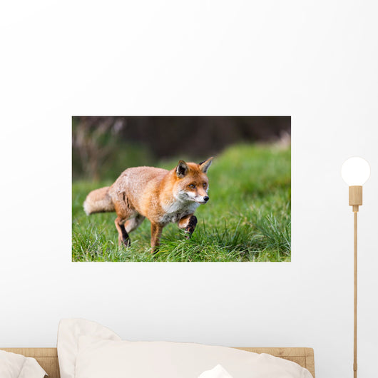 Red Fox Wall Decal Design 1