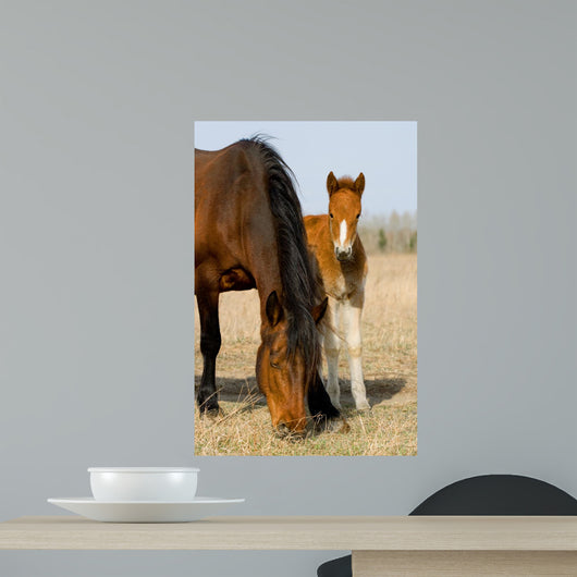 Adult and Young Horse Wall Decal