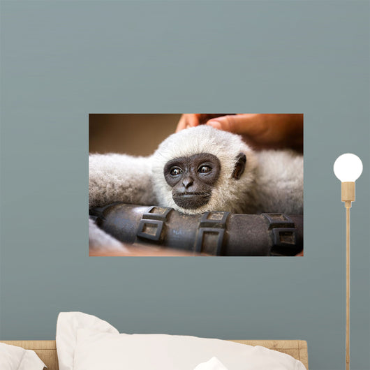 Young Monkey Enjoys Pampering Wall Decal