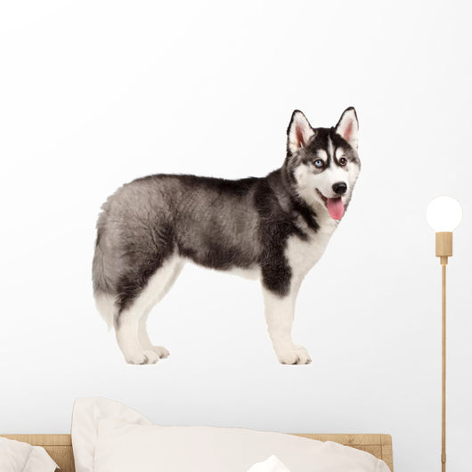 Siberian Husky Puppy White Wall Decal Design 11