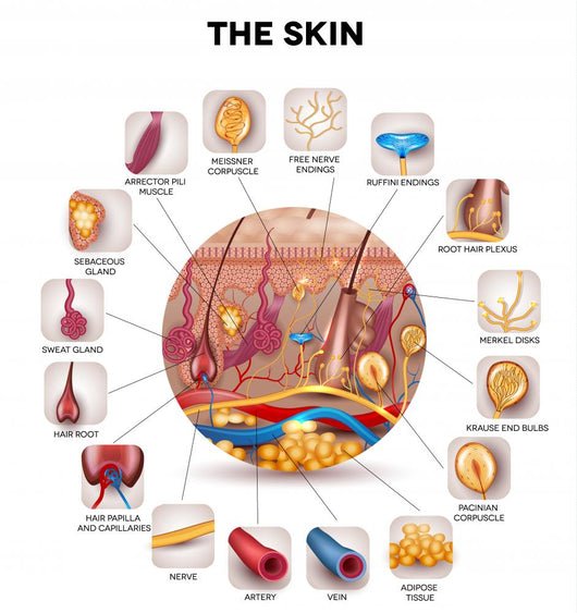 Skin Anatomy round Shape Wall Decal