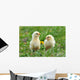 Two Young Chickens Wall Decal