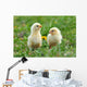 Two Young Chickens Wall Decal