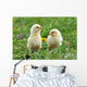 Two Young Chickens Wall Decal