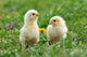 Two Young Chickens Wall Decal