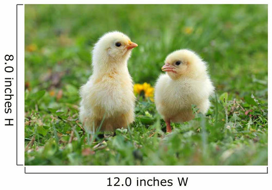 Two Young Chickens Wall Decal