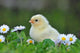 Young Chicken Wall Decal
