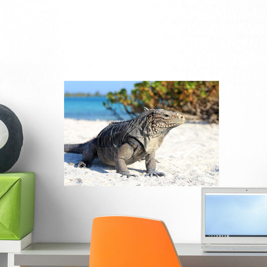 Iguana on white sand beach in Cayo Largo, Cuba Wall Mural