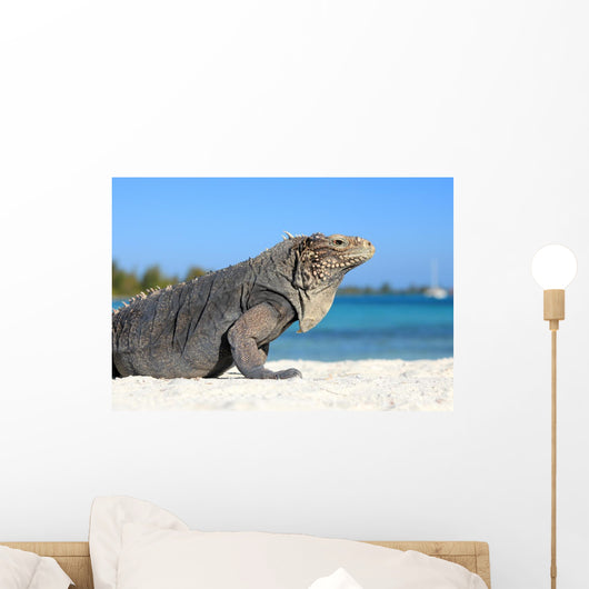 Iguana on white sand beach in Cayo Largo, Cuba Wall Mural