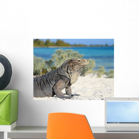 Iguana on white sand beach in Cayo Largo, Cuba Wall Mural