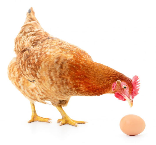 Hen and Egg Wall Decal Design 2