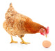 Hen and Egg Wall Decal Design 2