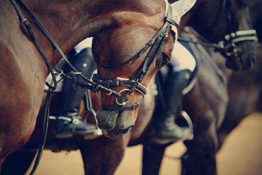 Sports Horses before Competitions Wall Decal