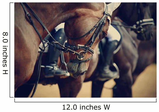 Sports Horses before Competitions Wall Decal