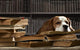 Smart Dog Thinking Wall Decal
