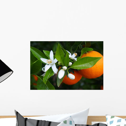 Valencian Orange and Orange Wall Decal