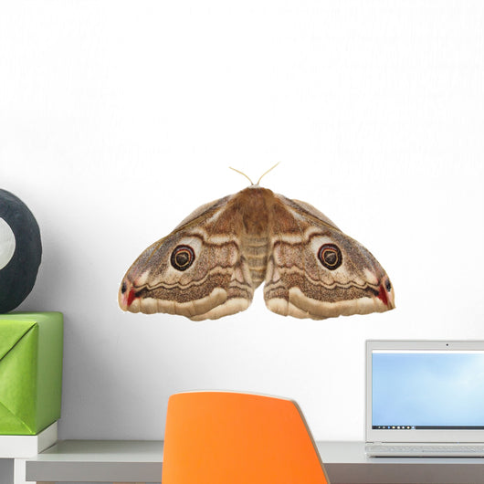 Emperor Moth Saturnia Pavonia Wall Decal