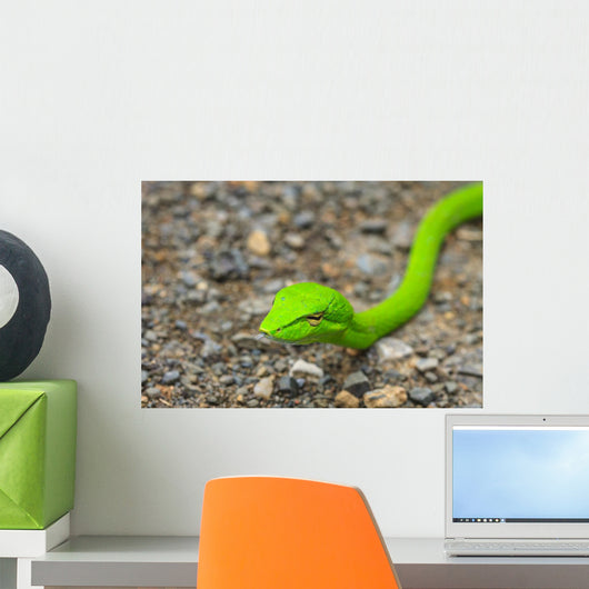 Oriental Whipsnake or Asian Wall Decal