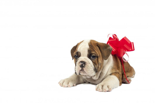 Puppy Present Wall Decal