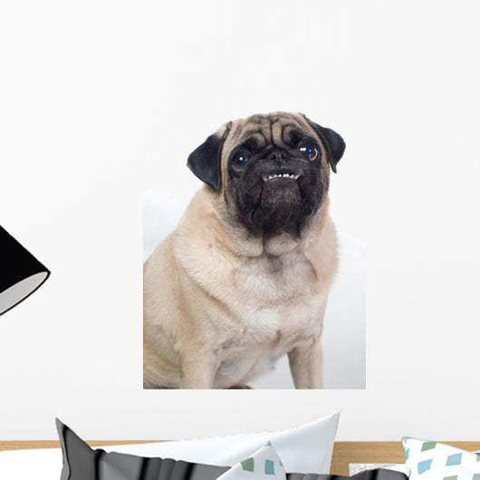 Grinning Pug 1 Wall Decal